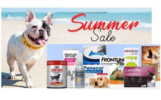 Happy French Bulldog on beach with summer sale banner and various pet care products display